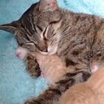 Shortly after giving birth, a cat abandoned at a Walmart seeks help from a nearby mechanic because she has kittens.