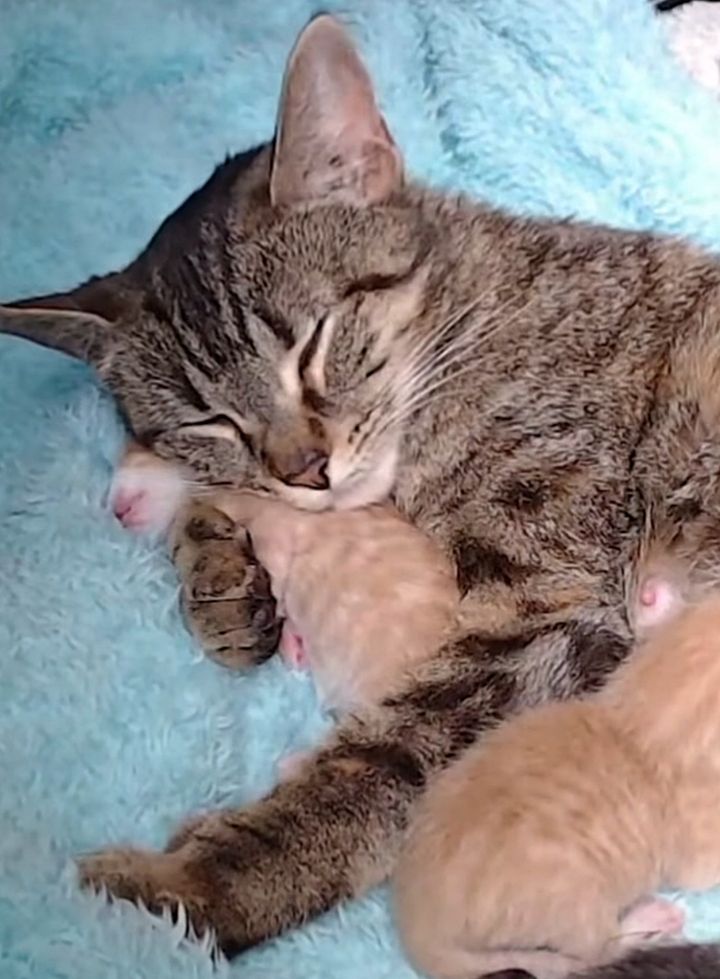 Shortly after giving birth, a cat abandoned at a Walmart seeks help from a nearby mechanic because she has kittens.