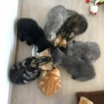 The Brave Journey of a Timid Cat and Her Kittens Towards a Bright New Beginning