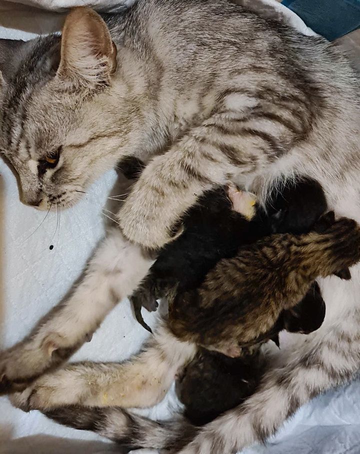 How a Serendipitous Encounter Unveiled a Heartwarming Discovery of Tiny Kittens