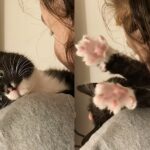A Kitten’s Path of Rediscovery and Friendship Beyond the Shelter