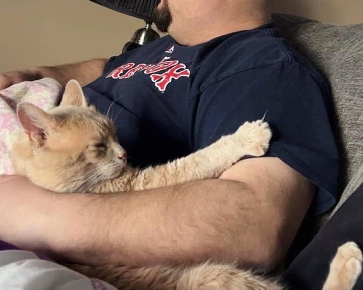 A Bobtail Cat’s Quest to Find Home and Heart