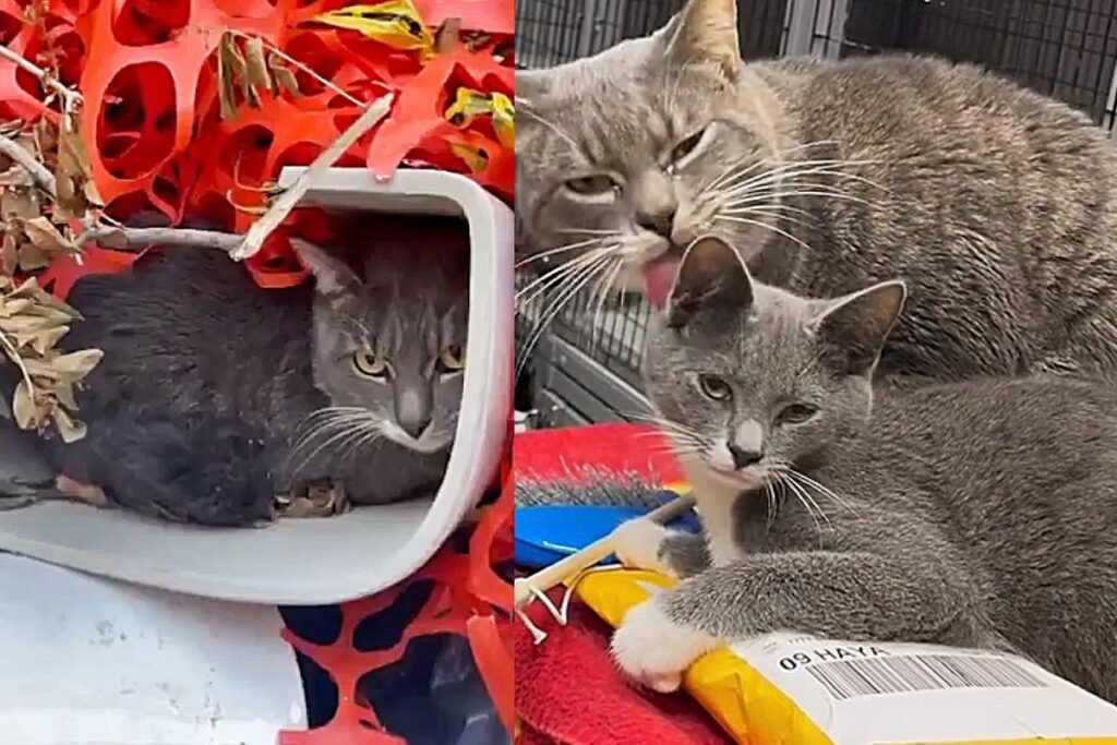 The Cutest Cat, Who Loves Kittens and Adores Everyone, Is Found Hiding in a Discarded Toilet