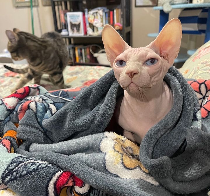 After rescuing one kitten, the cat surprises everyone by sneaking into the nursery and adopting two more kittens.