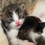 One fateful night, a stray cat ventured into the house, and after a year of receiving care from one of the residents, chose to have her kittens there.