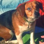 A Beagle’s Journey: Overcoming Loss, Finding Love and Hope, and Embracing a Bright Future