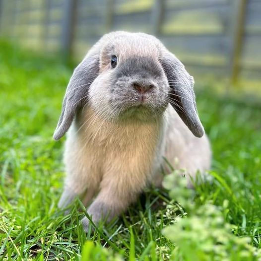 Mischievous bunny