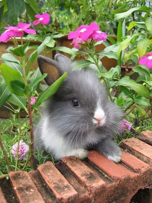 Happy Birthday to our beloved grey rabbit!
