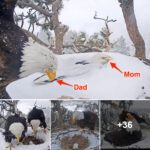 Two Eagle Parents Braved the California Storm