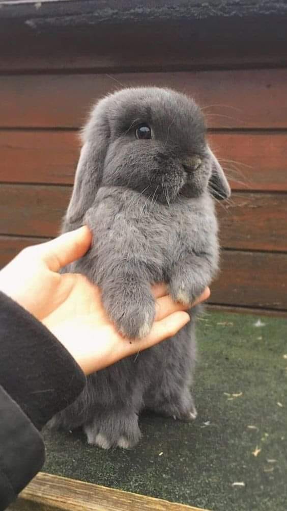 This endearing grey rabbit
