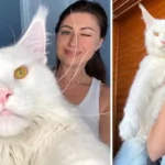 Meet the Maine Coon Cat with a Heart as Big as a Dog’s cute