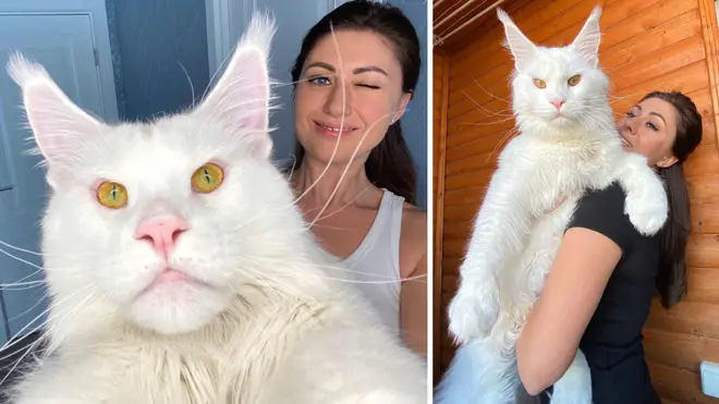 Meet the Maine Coon Cat with a Heart as Big as a Dog’s cute