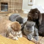 Mischievous rabbit family