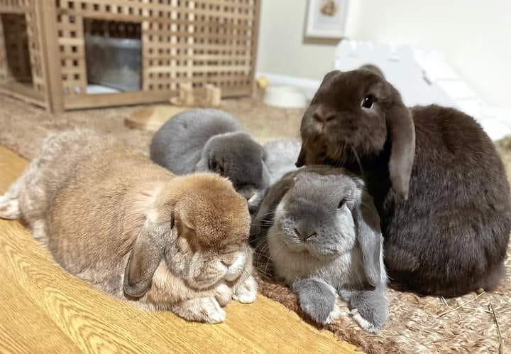 Mischievous rabbit family