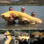 The largest albino catfish is 8 feet long, setting a world record