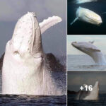 A Close Encounter with Migaloo – The World’s Only White Humpback Whale