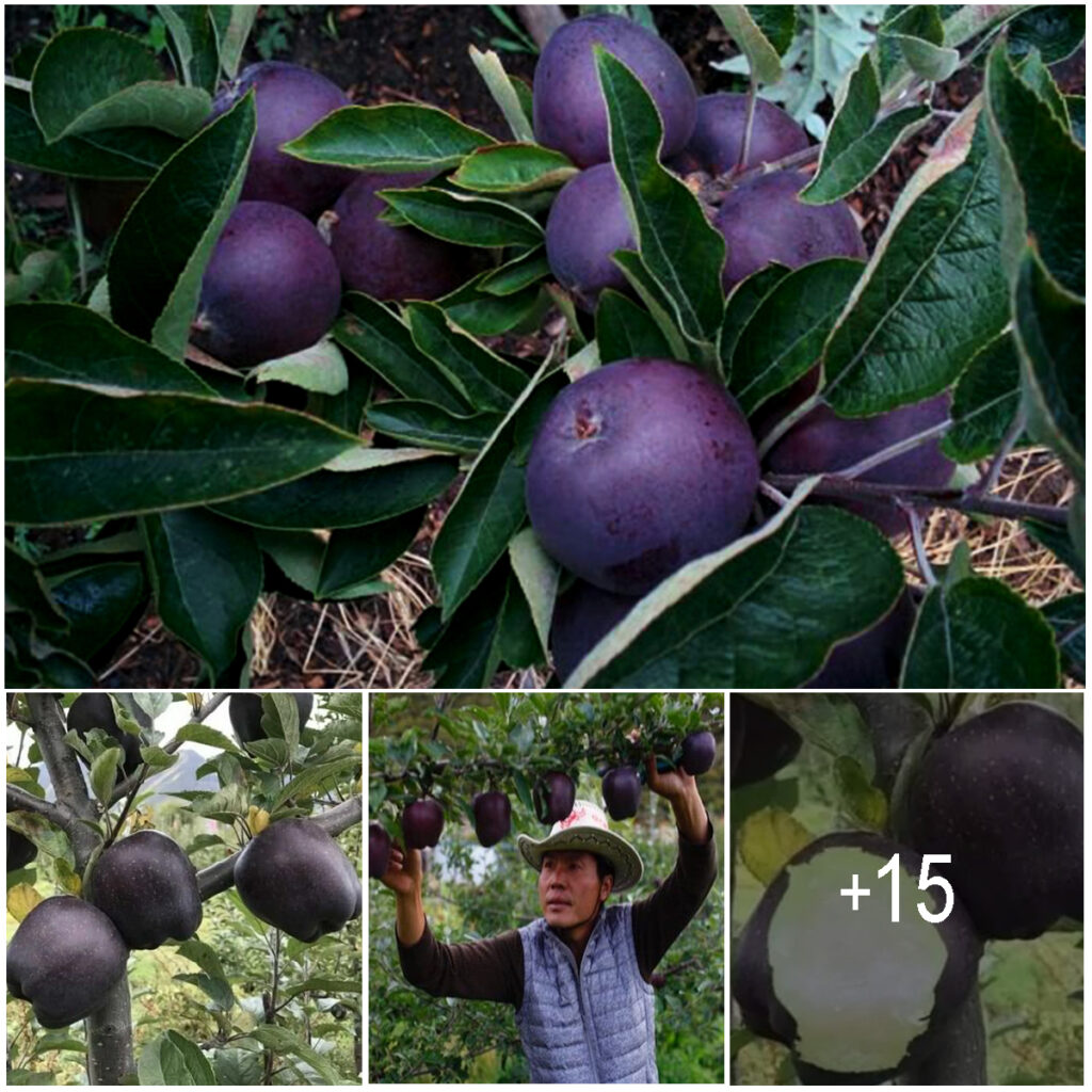 Black Diamond apples cost at least $7 each