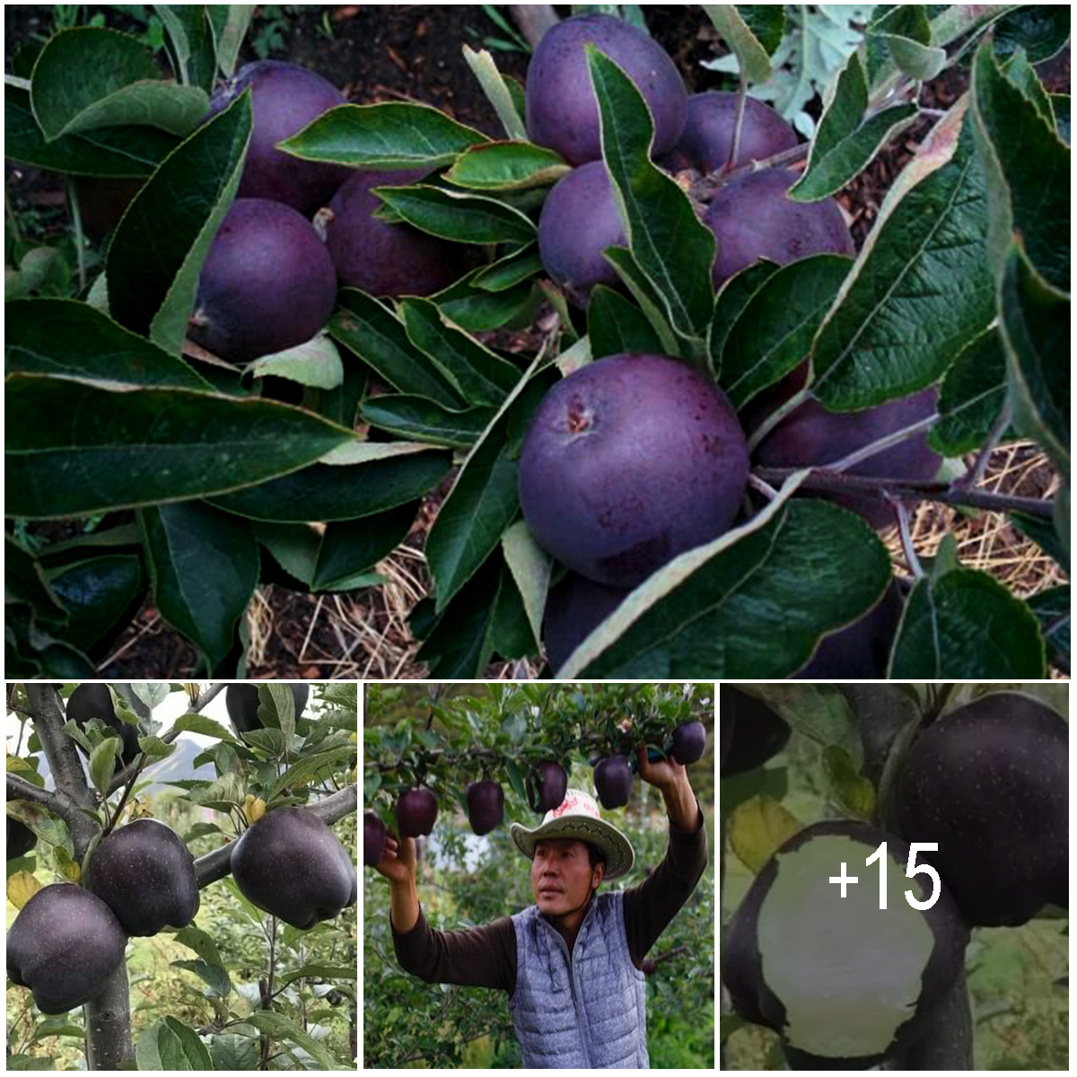 Black Diamond apples cost at least $7 each