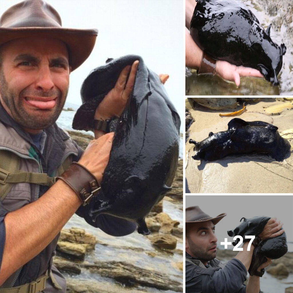 Black sea hares, the largest sea slugs, occasionally form chains of love.