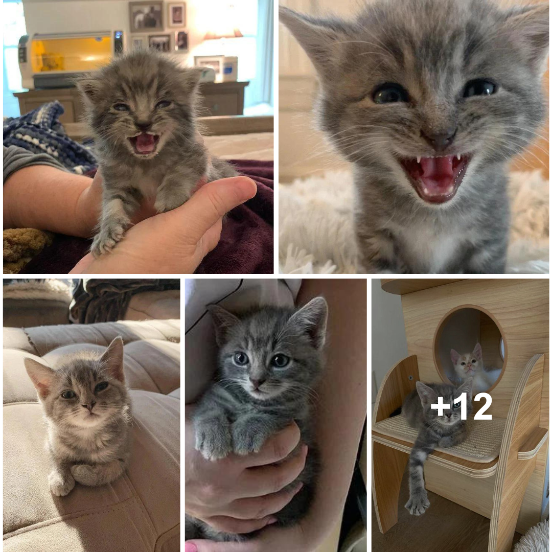 A woman hears kitten sitting alone in a garden