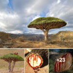 Dragon Blood Tree: These Ancient Trees ‘Bleed’ Red Sap