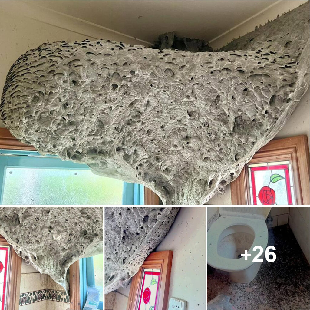 Homeowner Discovers Enormous ‘Alien-Like’ Wasp Nest in Bathroom