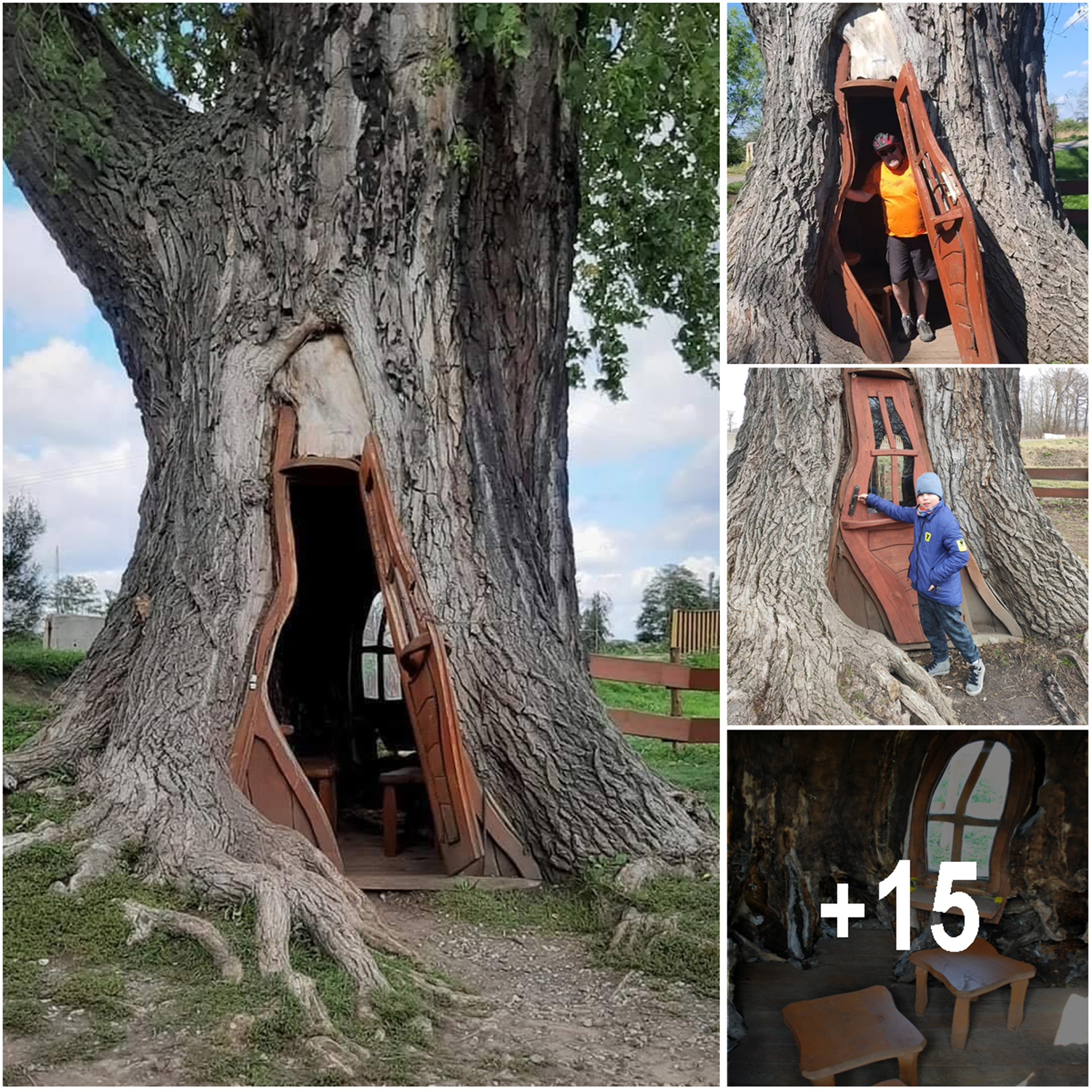 Houses crafted from the trunks of ancient dead trees in Poland