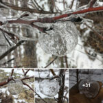 Farmer captures rare ‘ghost apples’ in the freezing Midwest