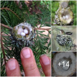 Hummingbird Nests are as Small as a Thimble