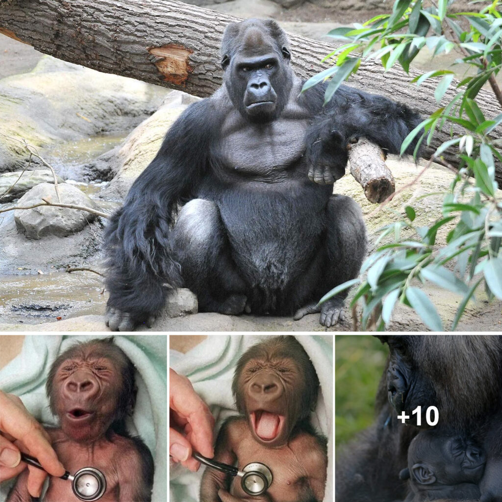 A newborn gorilla at Melbourne