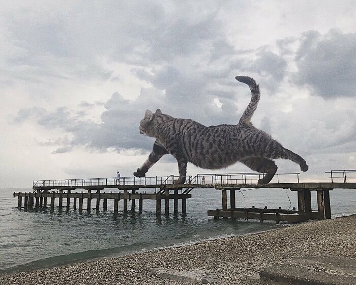 An artist crafts a surreal world by Photoshopping giant cats into his images (30 New Pics)