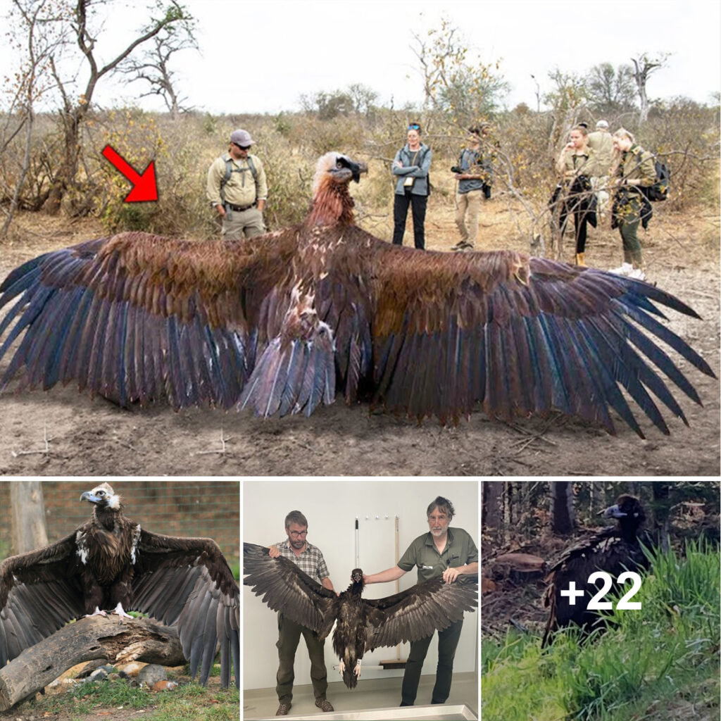 Researchers Have Recently Captured a Strange Giant Bird with Enormous Wings