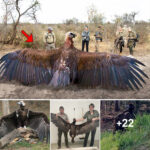 Researchers Have Recently Captured a Strange Giant Bird with Enormous Wings