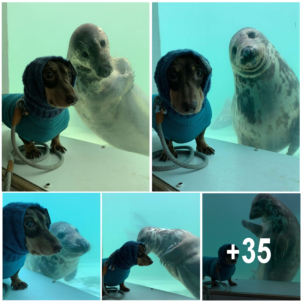 Sausage Dog And A Seal Puppy Met On Vacation