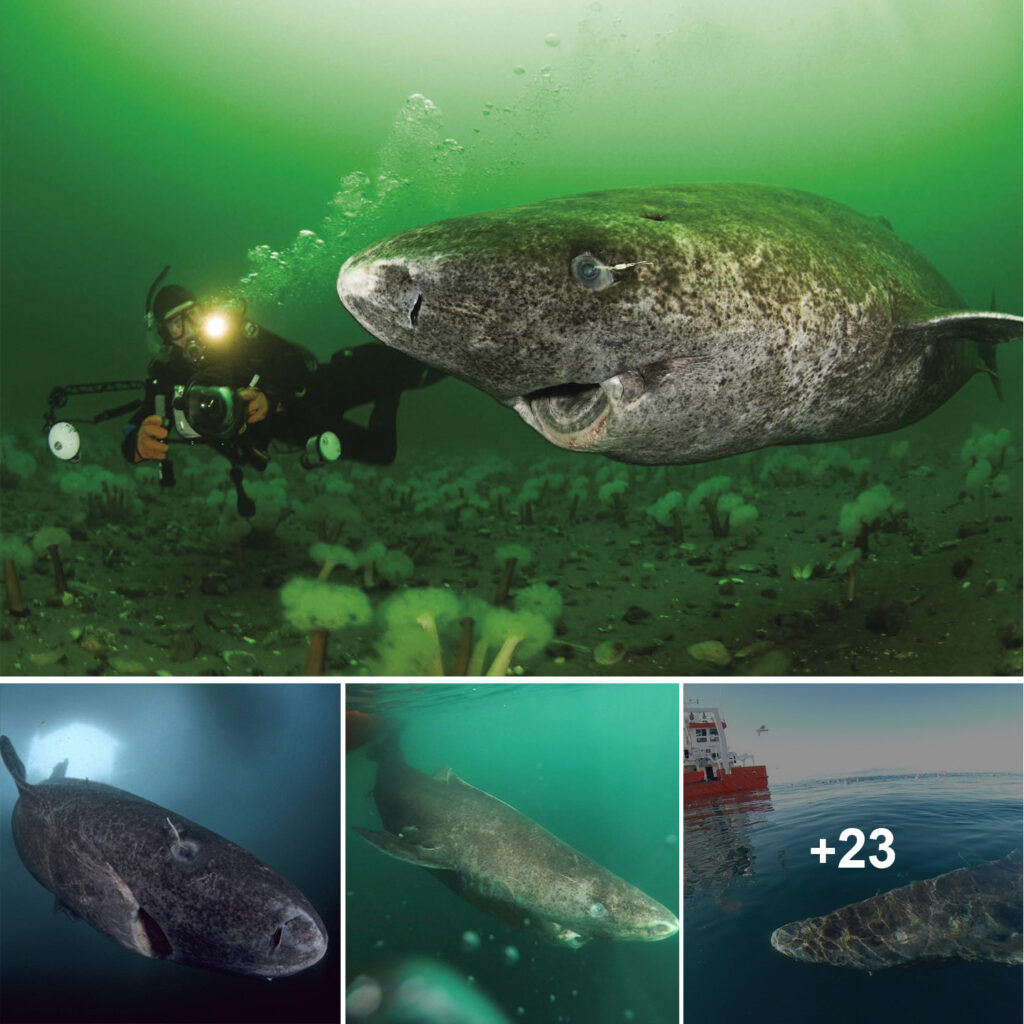 Scientists Discover 400-Year-Old Greenland Shark Likely Born Circa 1620