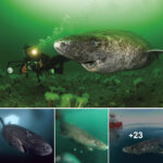 Scientists Discover 400-Year-Old Greenland Shark Likely Born Circa 1620