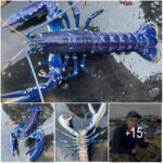Stunned British Fisherman Catches Ultra-Rare Blue Lobster