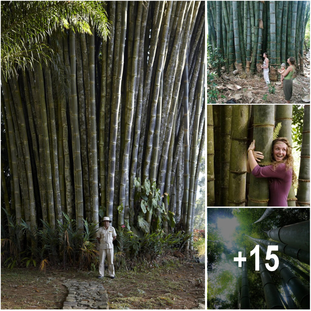 The Remarkable Giant Bamboo of Ghana: Towering Above All Human Constructions