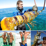 The Colossal Wonder: Revealing Record-Breaking Giant Lobsters