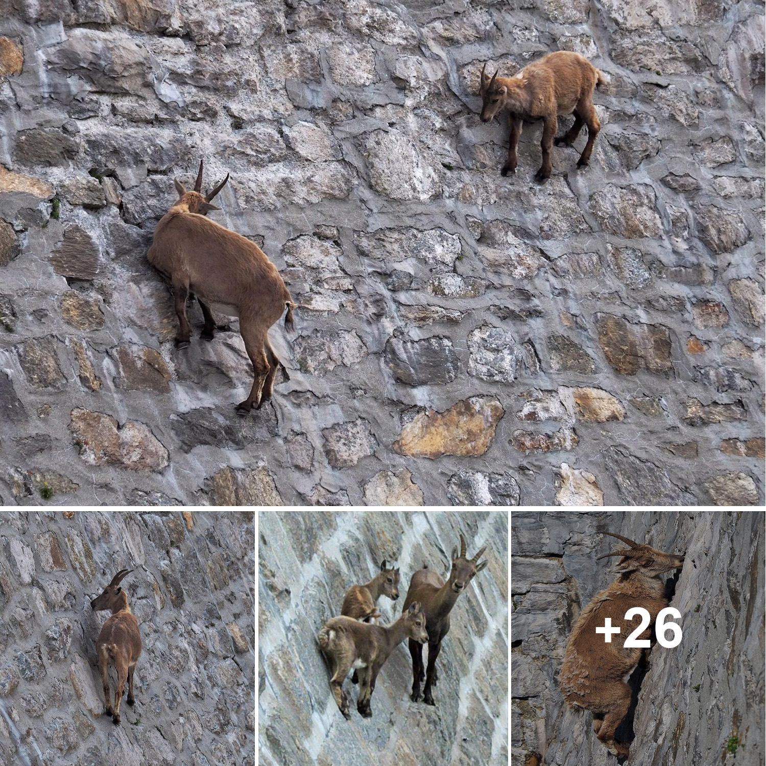 The daring goats that defy gravity