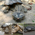 This Peculiar-Looking Turtle Always Smiles and Has a Unique Feeding Habit