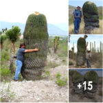 Life Story of a 200-Year-Old Giant Saguaro Cactus