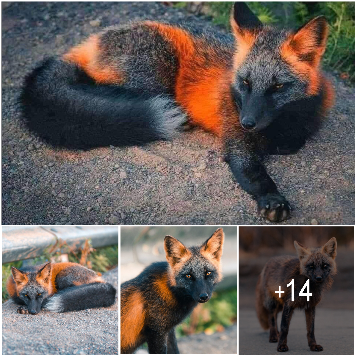 Unique Orange and Black ‘Fire-Fox’ Poses