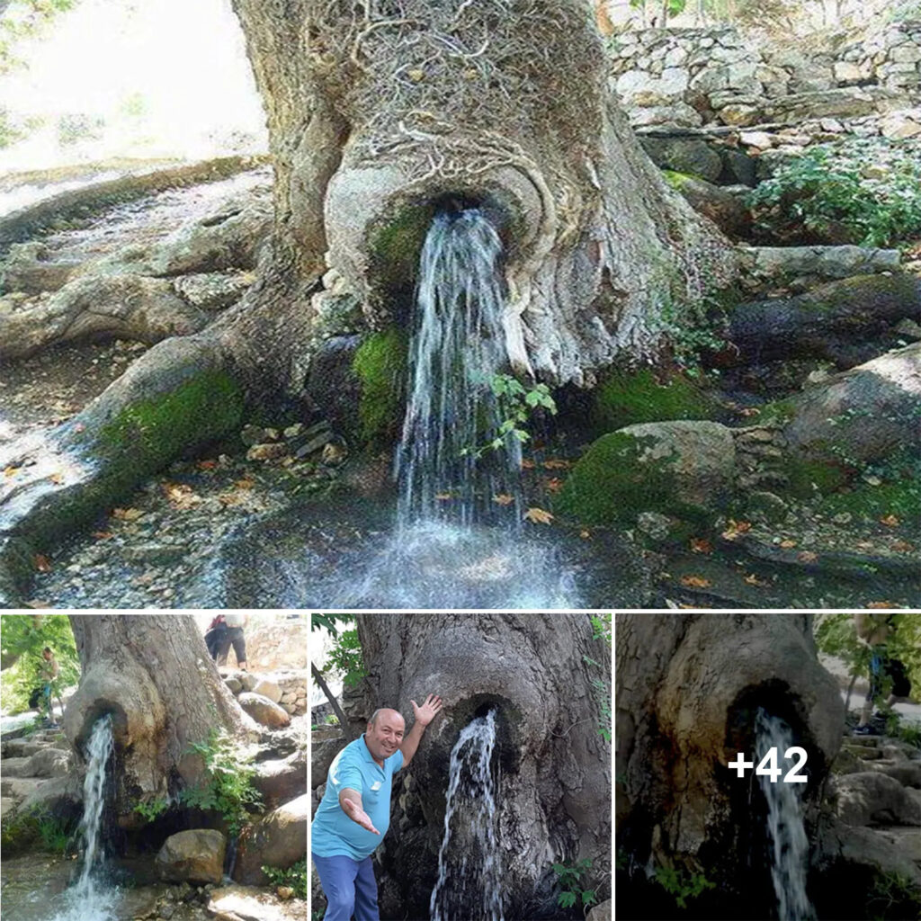 The Gushing Water Tree, a rare natural phenomenon