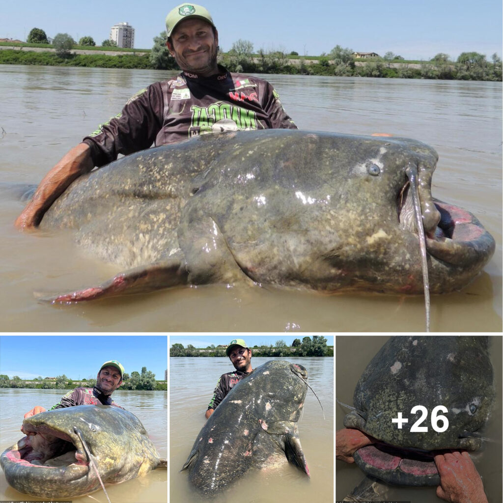 World Record 9ft 4¼in Fish Caught in Italian River After 43-Minute