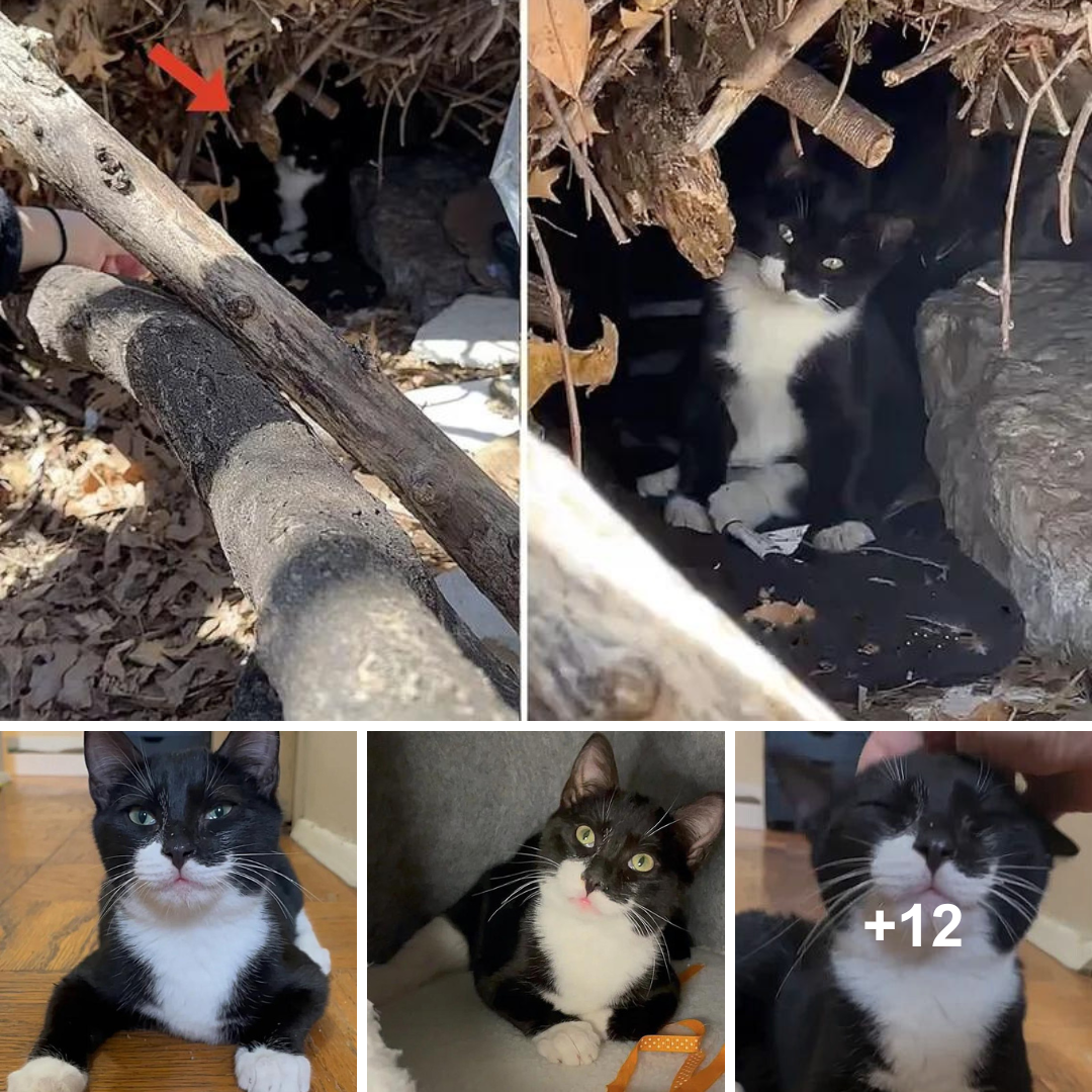 Heartwarming tale of a kitten finding a new home and a special friend