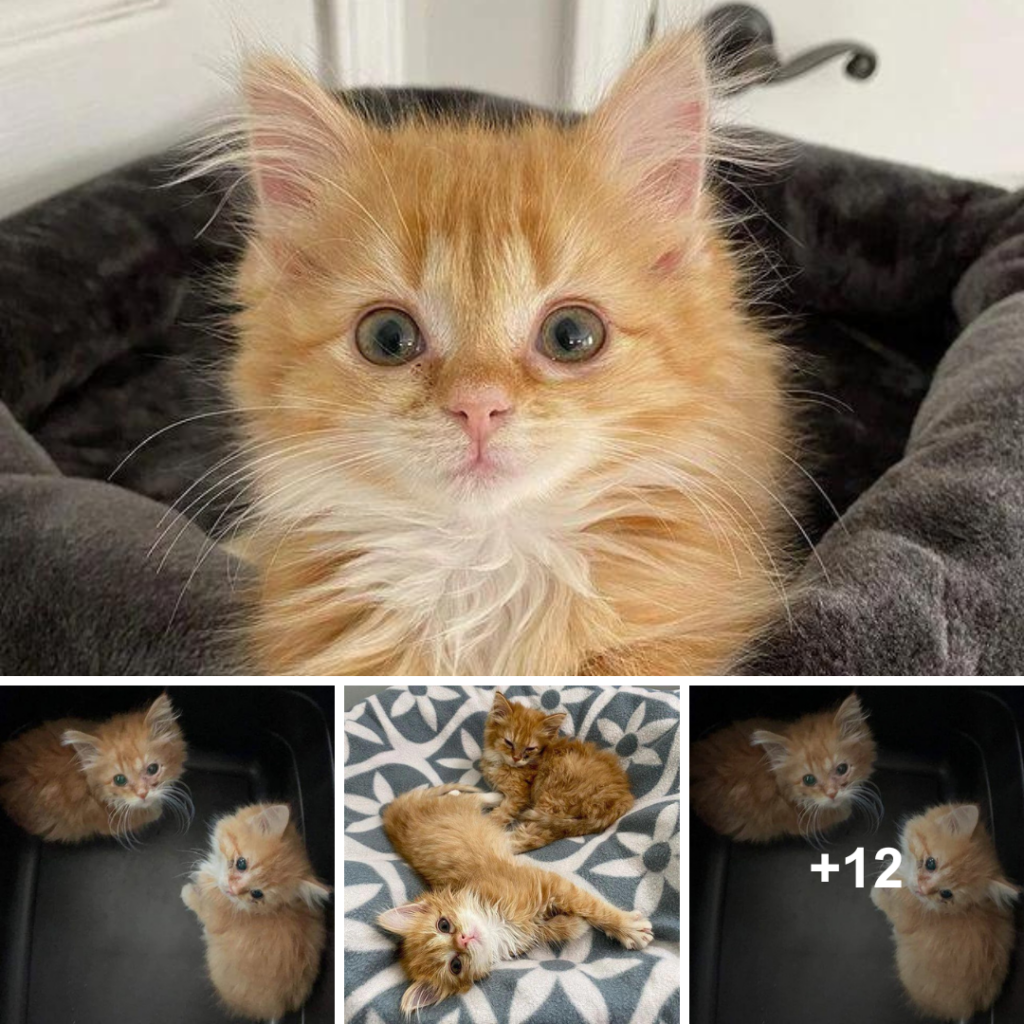 Twin Kittens Thrilled with Their New Home, Grow into Joyful Ginger Cats