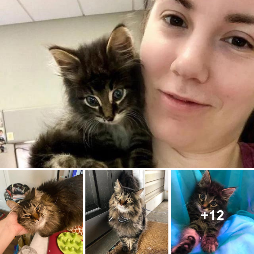 Kitten Emerges from Ditch and Finds Her Way into a Woman’s Heart