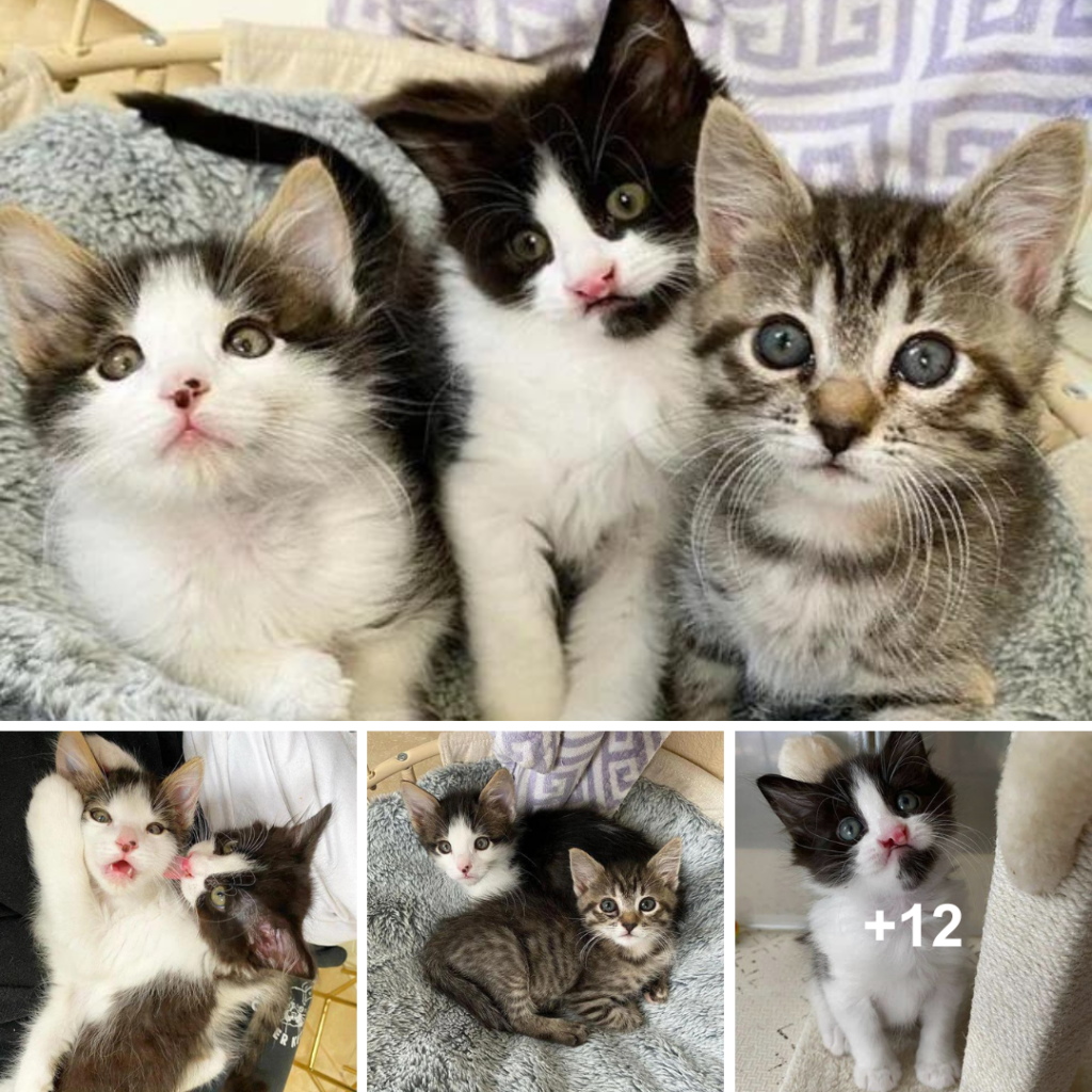 Family Adopts Kittens, Discovers Can’t Bear to Separate