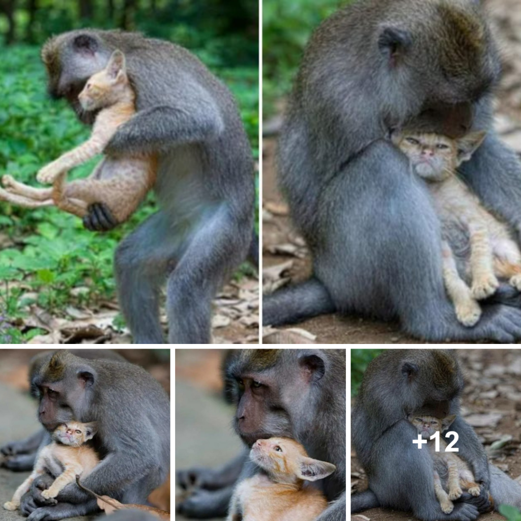 Moment Between a Monkey and a Cat That Will Melt Your Heart